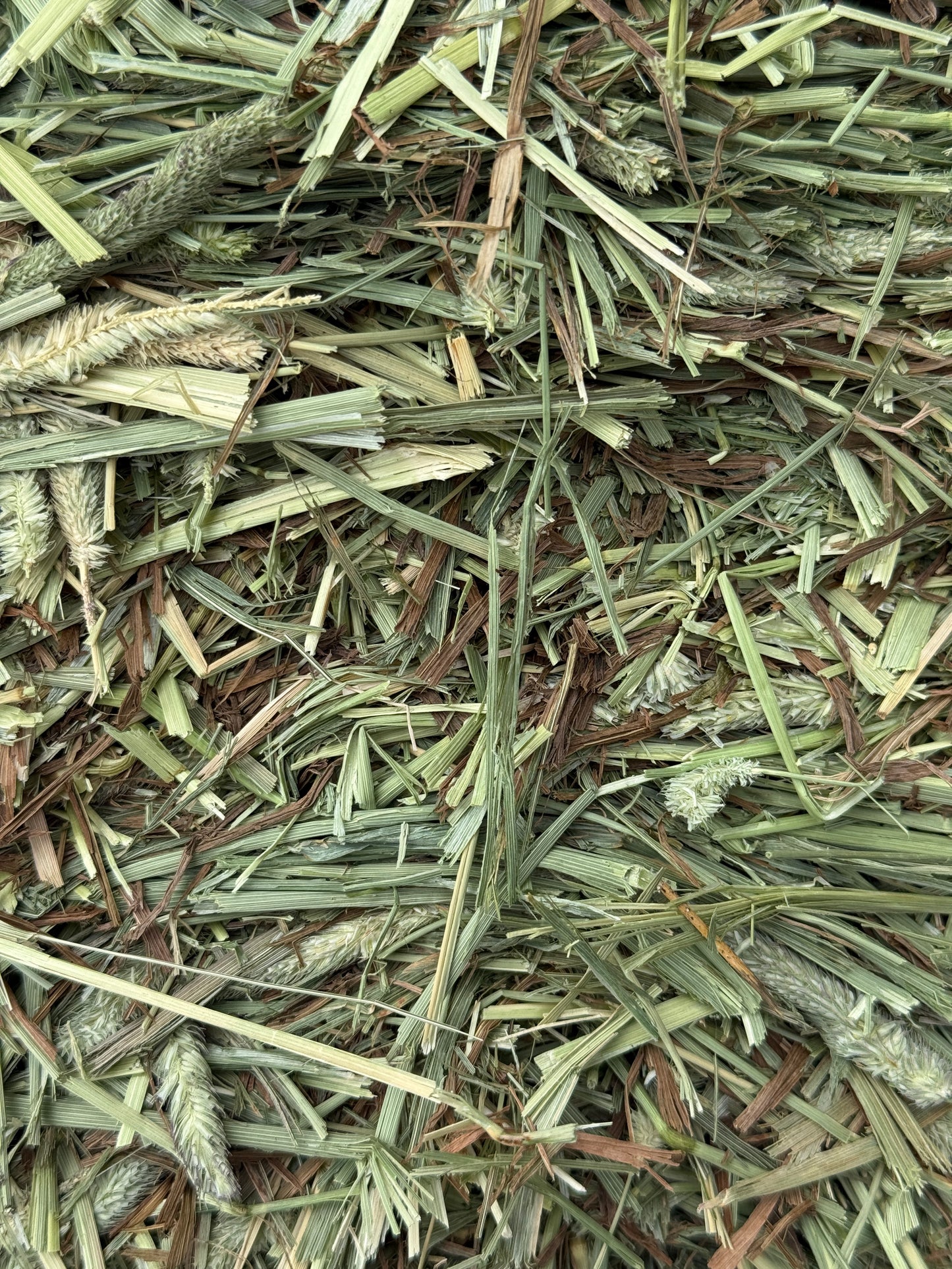 Super Premium Western First Cut Timothy