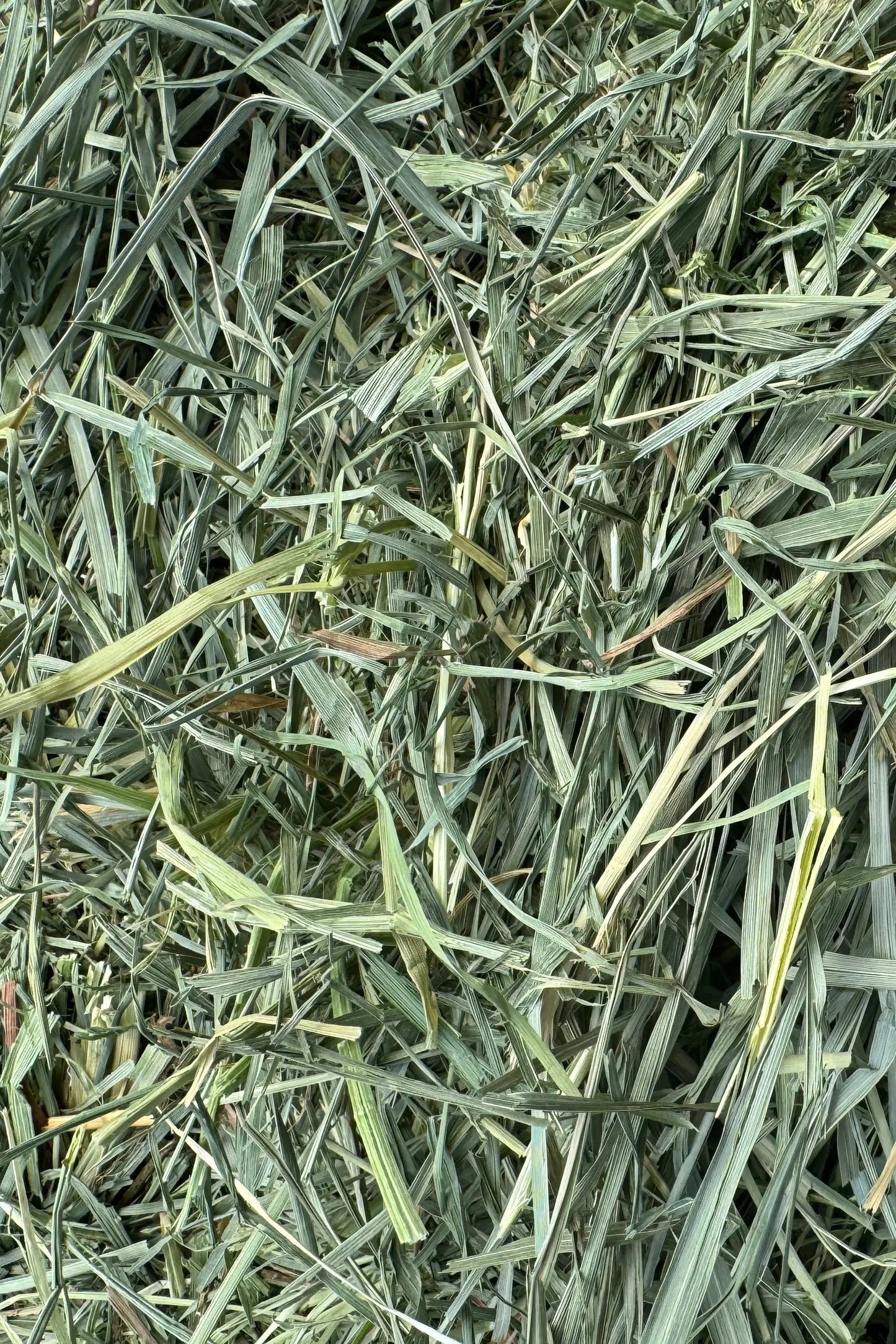 Western Second Cut Timothy