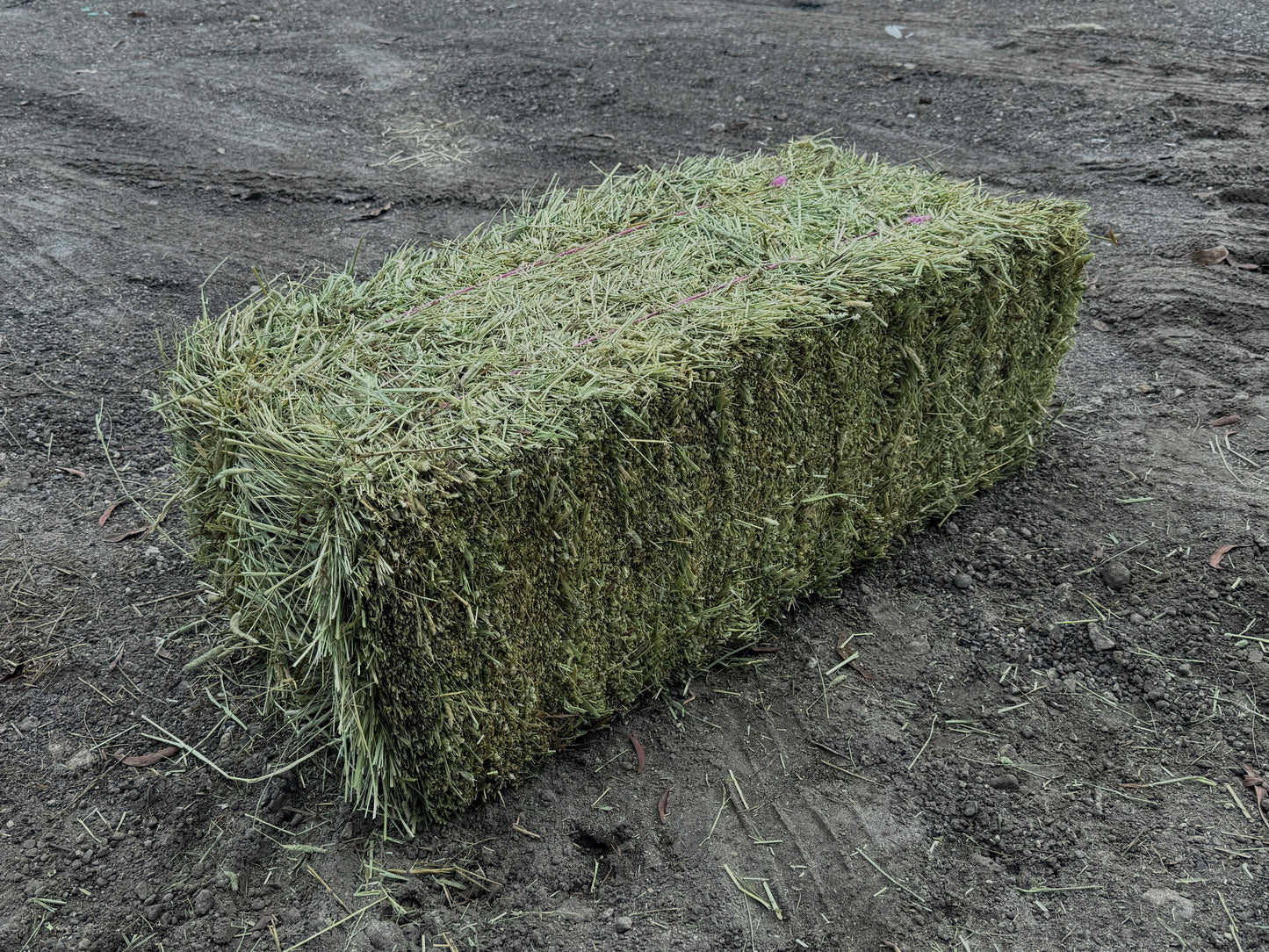 Premium Western First Cut Timothy