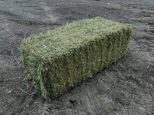 Premium Western First Cut Timothy