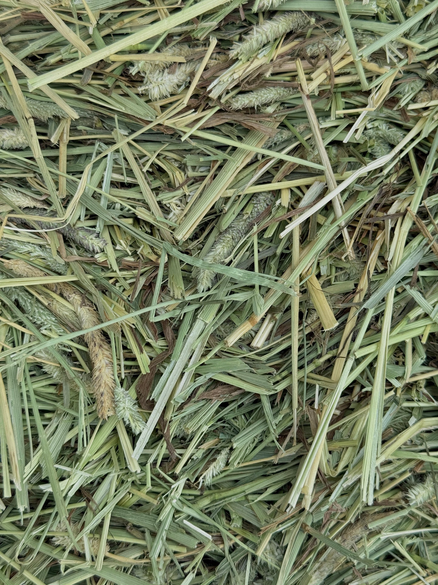 Premium Western First Cut Timothy