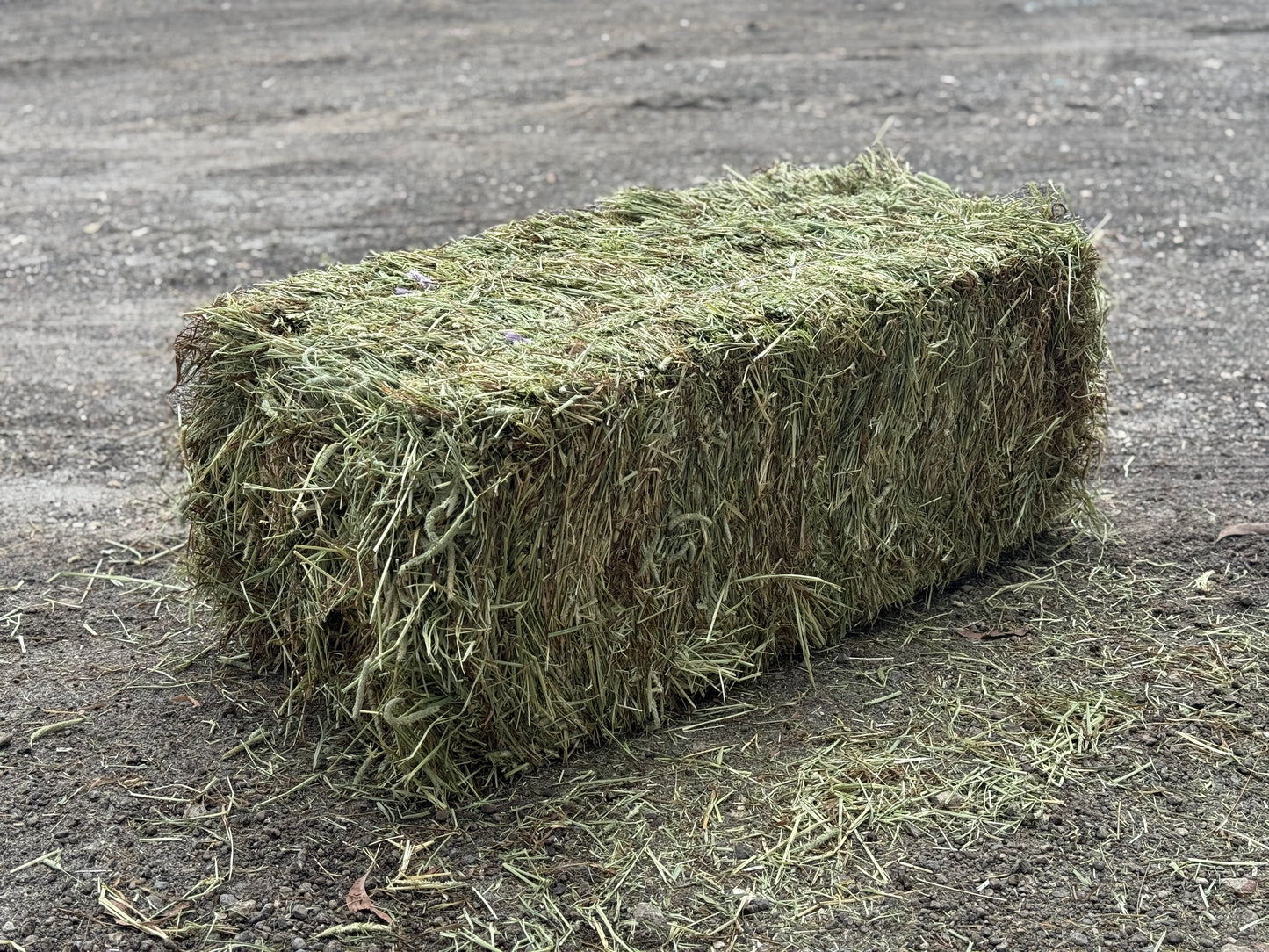 Super Premium Western First Cut Timothy