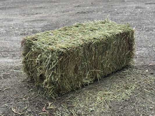 Super Premium Western First Cut Timothy